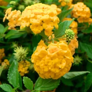 Set 2 Yellow Lantana Live Plants For Planting Outdoors, Lantana Plants Live, Well Rooted 4 Inch Pot,Perennial Flower Planting