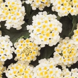 Set 2 Buttercup Lantana Live Plants For Planting Outdoors, Lantana Plants Live, Well Rooted 4 Inch Pot,Perennial Flower Planting