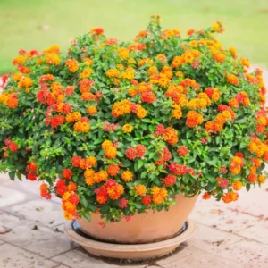 Set 2 Bright Orange Lantana Live Plants For Planting Outdoors, Lantana Plants Live, Well Rooted 4 Inch Pot,Perennial Flower Planting