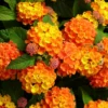 Set 2 Bright Orange Lantana Live Plants For Planting Outdoors, Lantana Plants Live, Well Rooted 4 Inch Pot,Perennial Flower Planting