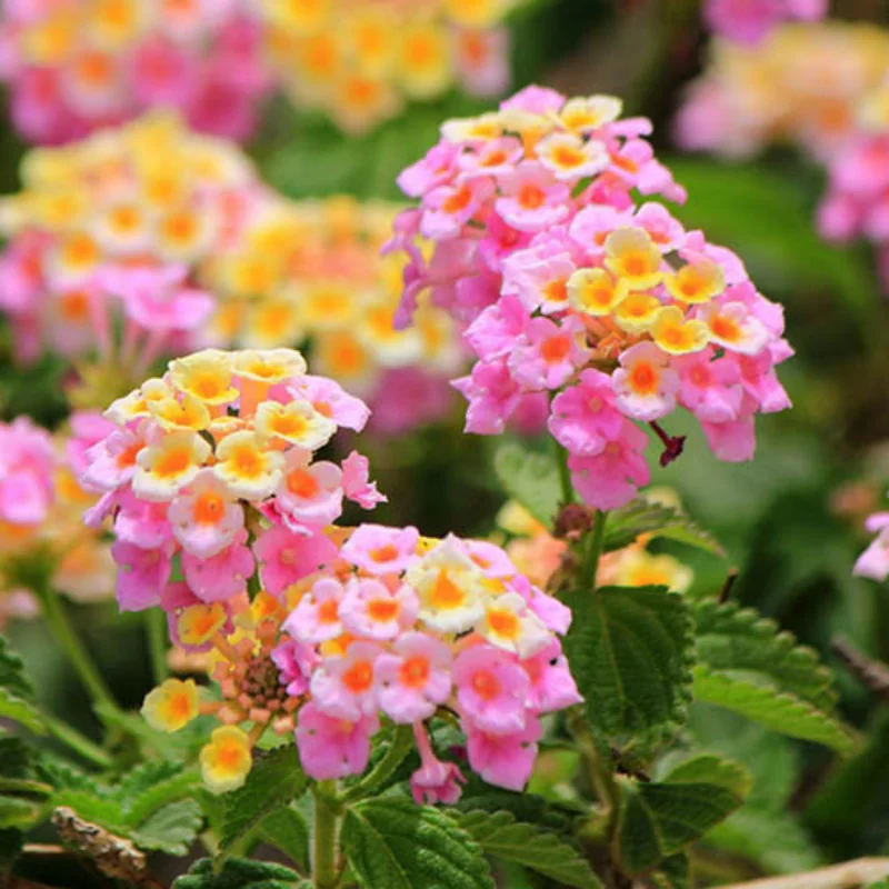 Set 2 Light Pink Lantana Live Plants For Planting Outdoors, Lantana Plants Live, Well Rooted Live Lantana Plants, 4 Inch Pot,Perennial Flower Planting