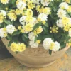 Set 2 Buttercup Lantana Live Plants For Planting Outdoors, Lantana Plants Live, Well Rooted 4 Inch Pot,Perennial Flower Planting