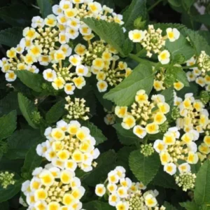 Set 2 Buttercup Lantana Live Plants For Planting Outdoors, Lantana Plants Live, Well Rooted 4 Inch Pot,Perennial Flower Planting