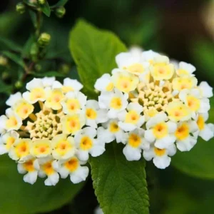 Set 2 Buttercup Lantana Live Plants For Planting Outdoors, Lantana Plants Live, Well Rooted 4 Inch Pot,Perennial Flower Planting