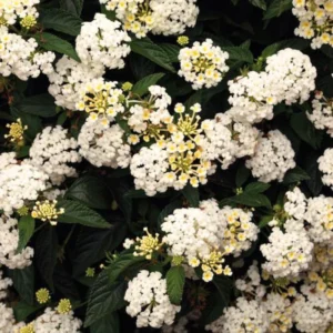 Set 2 Buttercup Lantana Live Plants For Planting Outdoors, Lantana Plants Live, Well Rooted 4 Inch Pot,Perennial Flower Planting