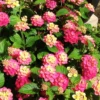 Set 2 Multicolor Lantana Live Plants For Planting Outdoors, Lantana Plants Live, Well Rooted 4 Inch Pot,Perennial Flower Planting