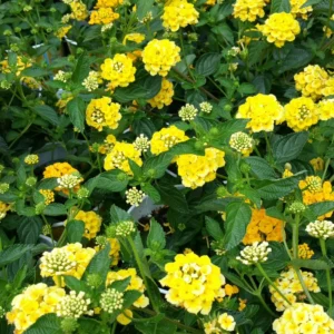 Set 2 Yellow Lantana Live Plants For Planting Outdoors, Lantana Plants Live, Well Rooted 4 Inch Pot,Perennial Flower Planting