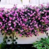 Set 2 Purple Trailing Lantana Live Plants For Planting Outdoors, Lantana Plants Live, Well Rooted 4 Inch Pot,Perennial Flower Planting