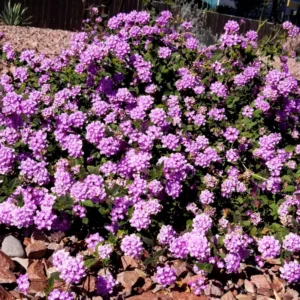 Set 2 Purple Trailing Lantana Live Plants For Planting Outdoors, Lantana Plants Live, Well Rooted 4 Inch Pot,Perennial Flower Planting