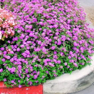 Set 2 Purple Trailing Lantana Live Plants For Planting Outdoors, Lantana Plants Live, Well Rooted 4 Inch Pot,Perennial Flower Planting