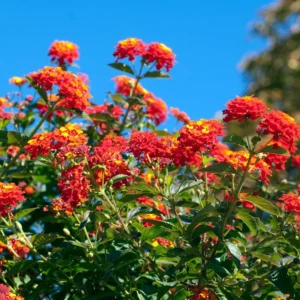 Set 2 Red Lantana Live Plants For Planting Outdoors, Lantana Plants Live, Well Rooted 4 Inch Pot,Perennial Flower Planting