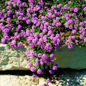 Set 2 Purple Trailing Lantana Live Plants For Planting Outdoors, Lantana Plants Live, Well Rooted 4 Inch Pot,Perennial Flower Planting