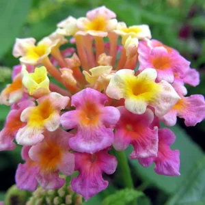 Lot 4 Light Pink Lantana Live Plants For Planting Outdoors, Lantana Plants Live, Live Lantana Plants, 4 Inch Pot,Perennial Colorful Flowers Starter Lantana Plant