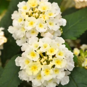 Lot 4 Buttercup Lantana Live Plants For Planting Outdoors, Lantana Plants Live, 4 Inch Pot,Perennial Colorful Flowers Starter Lantana Plant