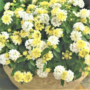 Lot 4 Buttercup Lantana Live Plants For Planting Outdoors, Lantana Plants Live, 4 Inch Pot,Perennial Colorful Flowers Starter Lantana Plant