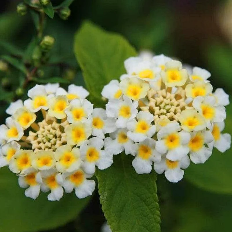 Lot 4 Buttercup Lantana Live Plants For Planting Outdoors, Lantana Plants Live, 4 Inch Pot,Perennial Colorful Flowers Starter Lantana Plant