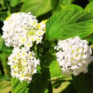 Set 2 White Lantana Live Plants For Planting Outdoors, Lantana Plants Live, Well Rooted 4 Inch Pot,Perennial Flower Planting