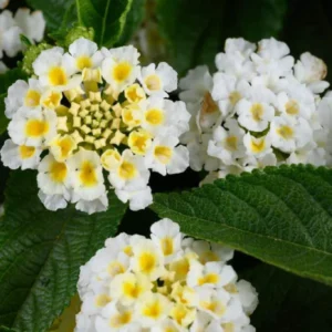 Lot 4 Buttercup Lantana Live Plants For Planting Outdoors, Lantana Plants Live, 4 Inch Pot,Perennial Colorful Flowers Starter Lantana Plant