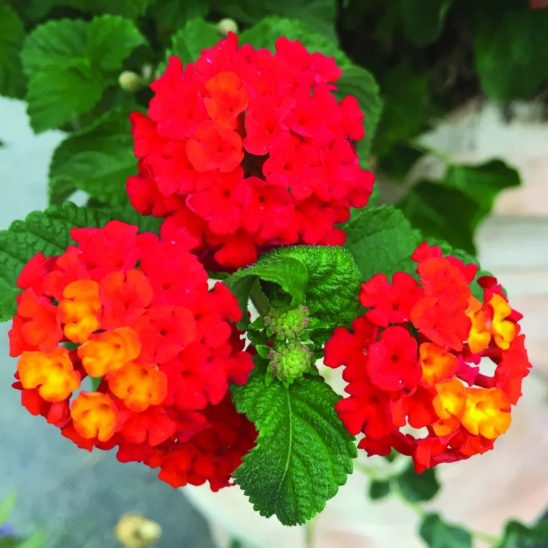 Set 2 Red Lantana Live Plants For Planting Outdoors, Lantana Plants Live, Well Rooted 4 Inch Pot,Perennial Flower Planting