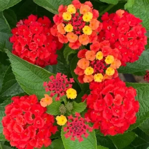 Set 2 Red Lantana Live Plants For Planting Outdoors, Lantana Plants Live, Well Rooted 4 Inch Pot,Perennial Flower Planting