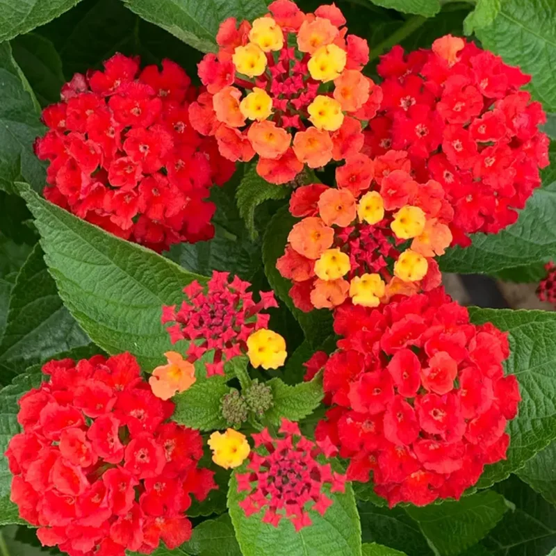 Set 2 Red Lantana Live Plants For Planting Outdoors, Lantana Plants Live, Well Rooted 4 Inch Pot,Perennial Flower Planting