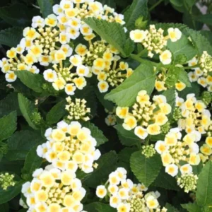 Lot 4 Buttercup Lantana Live Plants For Planting Outdoors, Lantana Plants Live, 4 Inch Pot,Perennial Colorful Flowers Starter Lantana Plant
