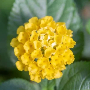 Lot 4 Yellow Lantana Live Plants For Planting Outdoors, Lantana Plants Live, 4 Inch Pot,Perennial Colorful Flowers Starter Lantana Plant