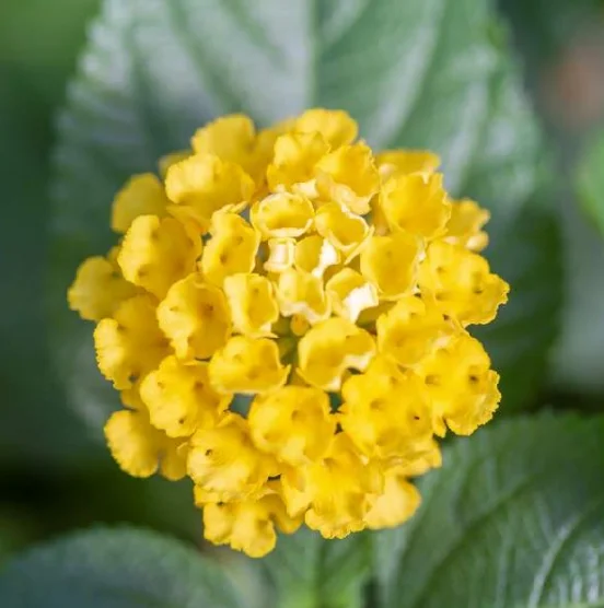 Lot 4 Yellow Lantana Live Plants For Planting Outdoors, Lantana Plants Live, 4 Inch Pot,Perennial Colorful Flowers Starter Lantana Plant