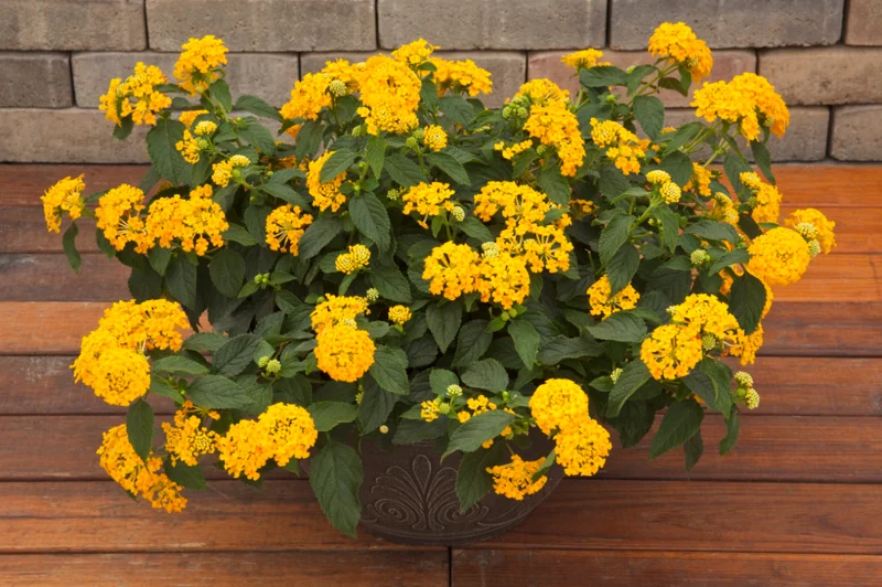 Lot 4 Yellow Lantana Live Plants For Planting Outdoors, Lantana Plants Live, 4 Inch Pot,Perennial Colorful Flowers Starter Lantana Plant