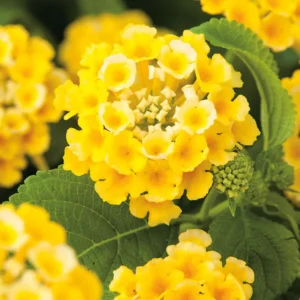 Lot 4 Yellow Lantana Live Plants For Planting Outdoors, Lantana Plants Live, 4 Inch Pot,Perennial Colorful Flowers Starter Lantana Plant