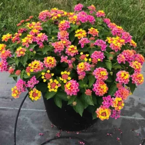 Lot 4 Deep Pink Lantana Live Plants For Planting Outdoors, Lantana Plants Live, 4 Inch Pot,Perennial Colorful Flowers Starter Lantana Plant