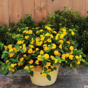 Lot 4 Yellow Lantana Live Plants For Planting Outdoors, Lantana Plants Live, 4 Inch Pot,Perennial Colorful Flowers Starter Lantana Plant