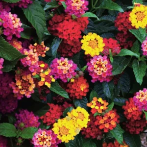 Lot 4 Multicolor Lantana Live Plants For Planting Outdoors, Lantana Plants Live, 4 Inch Pot,Perennial Colorful Flowers Starter Lantana Plant