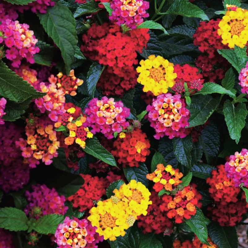 Lot 4 Multicolor Lantana Live Plants For Planting Outdoors, Lantana Plants Live, 4 Inch Pot,Perennial Colorful Flowers Starter Lantana Plant