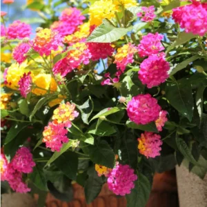 Lot 4 Multicolor Lantana Live Plants For Planting Outdoors, Lantana Plants Live, 4 Inch Pot,Perennial Colorful Flowers Starter Lantana Plant