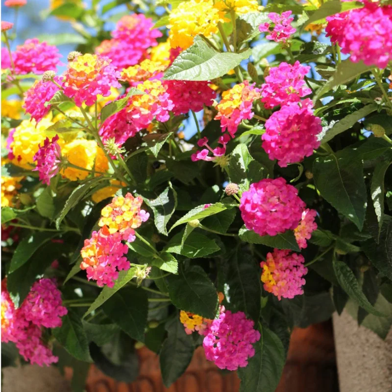 Lot 4 Multicolor Lantana Live Plants For Planting Outdoors, Lantana Plants Live, 4 Inch Pot,Perennial Colorful Flowers Starter Lantana Plant