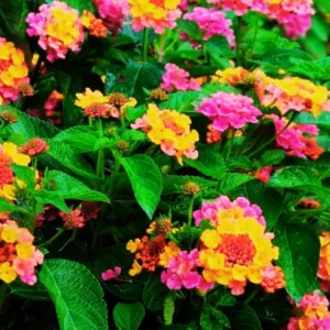 Lot 4 Multicolor Lantana Live Plants For Planting Outdoors, Lantana Plants Live, 4 Inch Pot,Perennial Colorful Flowers Starter Lantana Plant