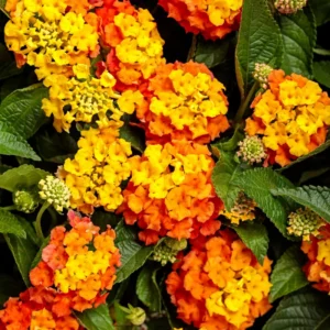 Lot 4 Bright Orange Lantana Live Plants For Planting Outdoors, Lantana Plants Live, 4 Inch Pot,Perennial Colorful Flowers Starter Lantana Plant