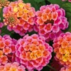 Lot 4 Deep Pink Lantana Live Plants For Planting Outdoors, Lantana Plants Live, 4 Inch Pot,Perennial Colorful Flowers Starter Lantana Plant