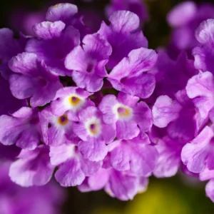 Lot 4 Purple Lantana Live Plants For Planting Outdoors, Lantana Plants Live, Well Rooted 4 Inch Pot,Perennial Flower Planting