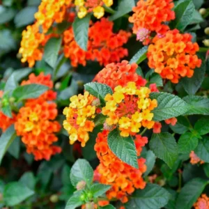 Lot 4 Bright Orange Lantana Live Plants For Planting Outdoors, Lantana Plants Live, 4 Inch Pot,Perennial Colorful Flowers Starter Lantana Plant