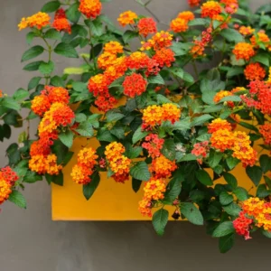 Lot 4 Bright Orange Lantana Live Plants For Planting Outdoors, Lantana Plants Live, 4 Inch Pot,Perennial Colorful Flowers Starter Lantana Plant