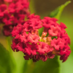 Lot 4 Red Lantana Live Plants For Planting Outdoors, Lantana Plants Live, Well Rooted 4 Inch Pot,Perennial Flower Planting
