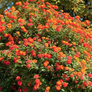Lot 4 Red Lantana Live Plants For Planting Outdoors, Lantana Plants Live, Well Rooted 4 Inch Pot,Perennial Flower Planting