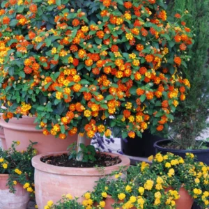 Lot 4 Red Lantana Live Plants For Planting Outdoors, Lantana Plants Live, Well Rooted 4 Inch Pot,Perennial Flower Planting