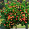 Lot 4 Red Lantana Live Plants For Planting Outdoors, Lantana Plants Live, Well Rooted 4 Inch Pot,Perennial Flower Planting