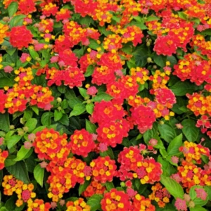 Lot 4 Red Lantana Live Plants For Planting Outdoors, Lantana Plants Live, Well Rooted 4 Inch Pot,Perennial Flower Planting