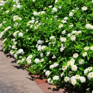 Lot 4 White Trailing Lantana Live Plants For Planting Outdoors, Lantana Plants Live, Well Rooted 4 Inch Pot,Perennial Flower Planting