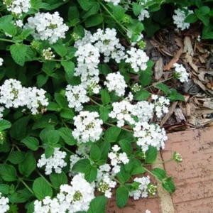 Lot 4 White Trailing Lantana Live Plants For Planting Outdoors, Lantana Plants Live, Well Rooted 4 Inch Pot,Perennial Flower Planting