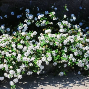 Lot 4 White Trailing Lantana Live Plants For Planting Outdoors, Lantana Plants Live, Well Rooted 4 Inch Pot,Perennial Flower Planting